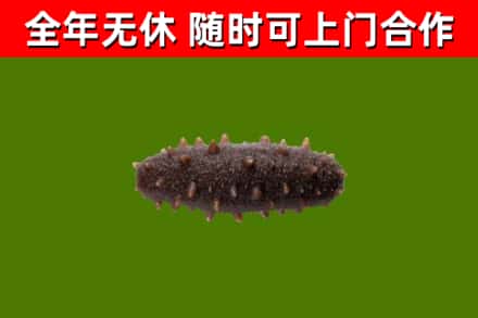 璧山烟酒回收干海参.jpg
